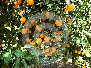 Mandarin plantation with ripe fruits