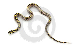 Mandarin Rat Snake