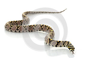 Mandarin Rat Snake