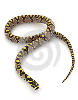 Mandarin Rat Snake