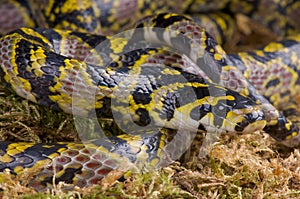 Mandarin ratsnake