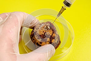 Mandarin is subjected to laboratory tests and becomes moldy. A man in gloves colitis drug in fruit. Acid yellow-green background.