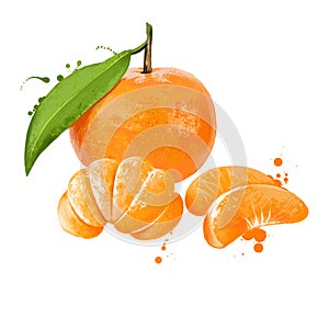 Mandarin, tangerine citrus fruit isolated on white. Mandarin orange Citrus reticulata, small citrus tree with fruit resembling