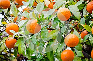 Mandarin tree