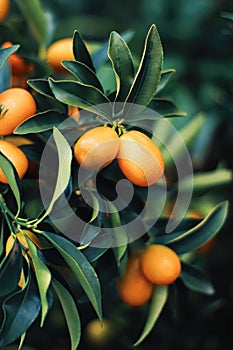 Mandarin tree in exotic fruit garden, organic food and fruitful plant