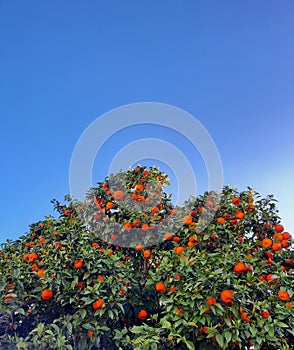 Mandarin tree, february spain photo
