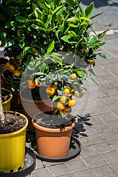 Mandarin tree in a flower pot.