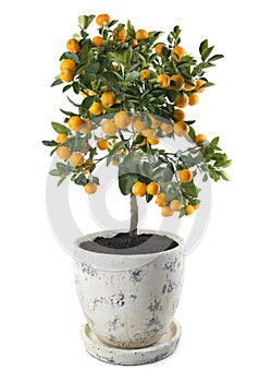 Mandarin tree