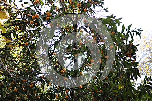 mandarin tree photo