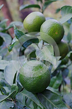 Mandarin tree with green fruits and leaves.Natural outdoor food