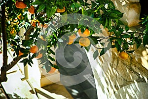 Mandarin tree grows near stone wall with arch.