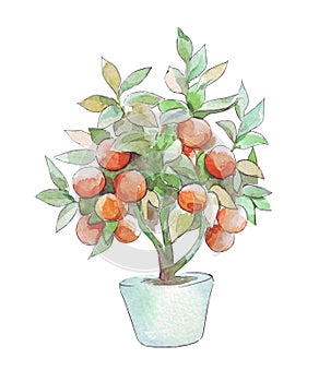 Mandarin tree in a pot isolated