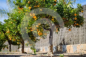 Mandarin trees outdoor, sunny day, nobody