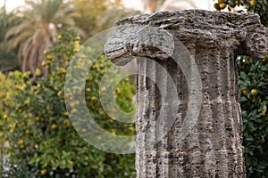 Mandarin trees in  valencia