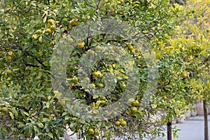 Mandarin trees in  valencia
