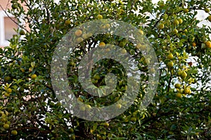 Mandarin trees in  valencia