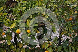 Mandarin trees in  valencia