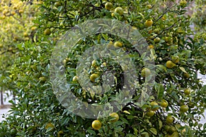 Mandarin trees in  valencia