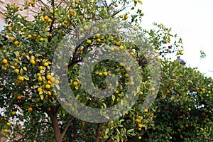 Mandarin trees in  valencia