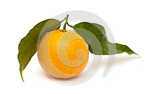 Mandarin on white
