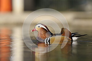 Mandarina duck photo