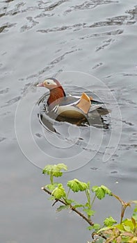 Mandarina duck photo
