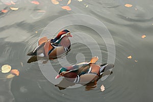 Mandarina Ducks