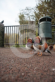 Mandarina Ducks Posing