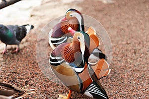 Mandarina Ducks Posing