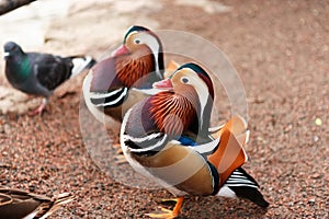 Mandarina Ducks Posing