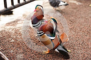 Mandarina Ducks Posing