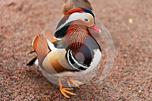 Mandarina Ducks Posing photo