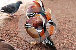 Mandarina Ducks Posing