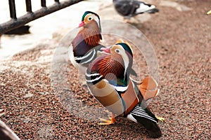 Mandarina Ducks Posing photo
