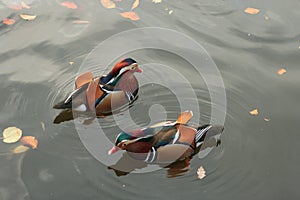 Mandarina Ducks photo