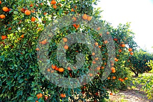 Mandarinas of Spain in Valencia photo