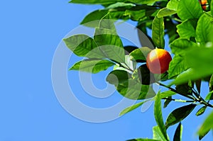 Mandarine Fruit