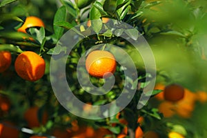 Mandarine or satsuma in the orchard