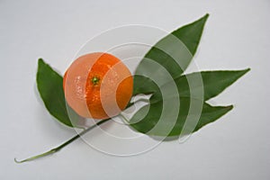 A mandarine with some leaves of orange tree