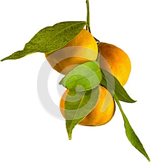 Mandarine tangerine orange branch
