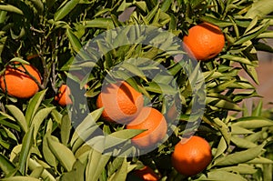 Mandarine tree