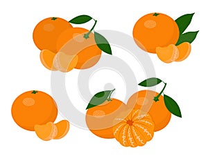 Mandarines, tangerine, clementine with leaves isolated on white background. Citrus fruit. Vector Illustration set