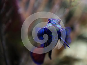 Mandarinfish