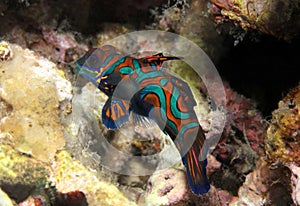 Mandarinfish