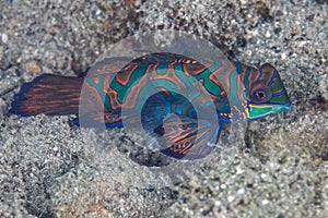 Mandarinfish