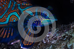 Mandarinfish in the Banda Islands in Indonesia