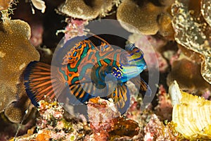 mandarinfish fish dragonet ornate pattern