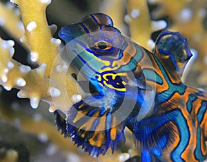 Mandarinfish I photo