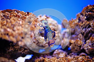 Mandarinfish or mandarin dragonet