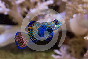 Mandarinfish, mandarin dragonet Synchiropus splendidus.